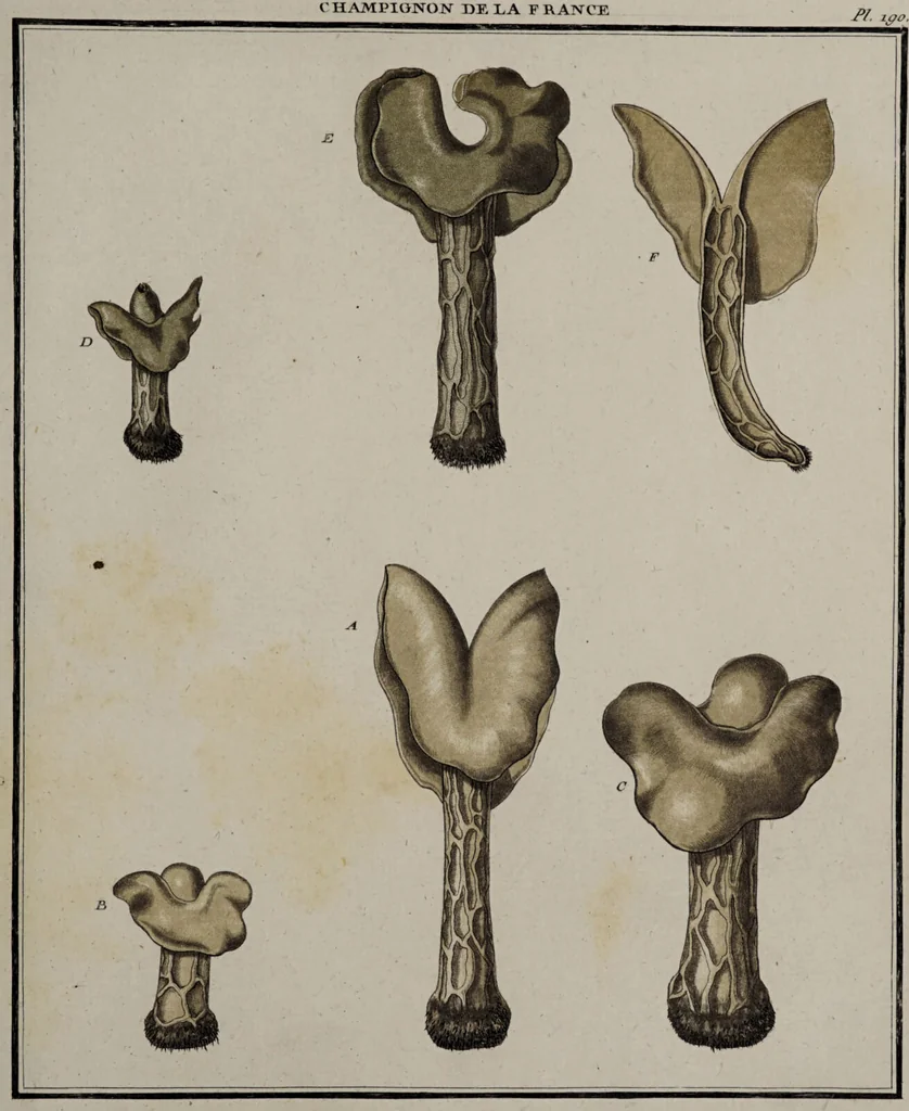 An illustration from [Herbier de la France, ou collection complette des plantes indigènes de ce royaume] / [Pierre Bulliard]., 1780, leaf 229