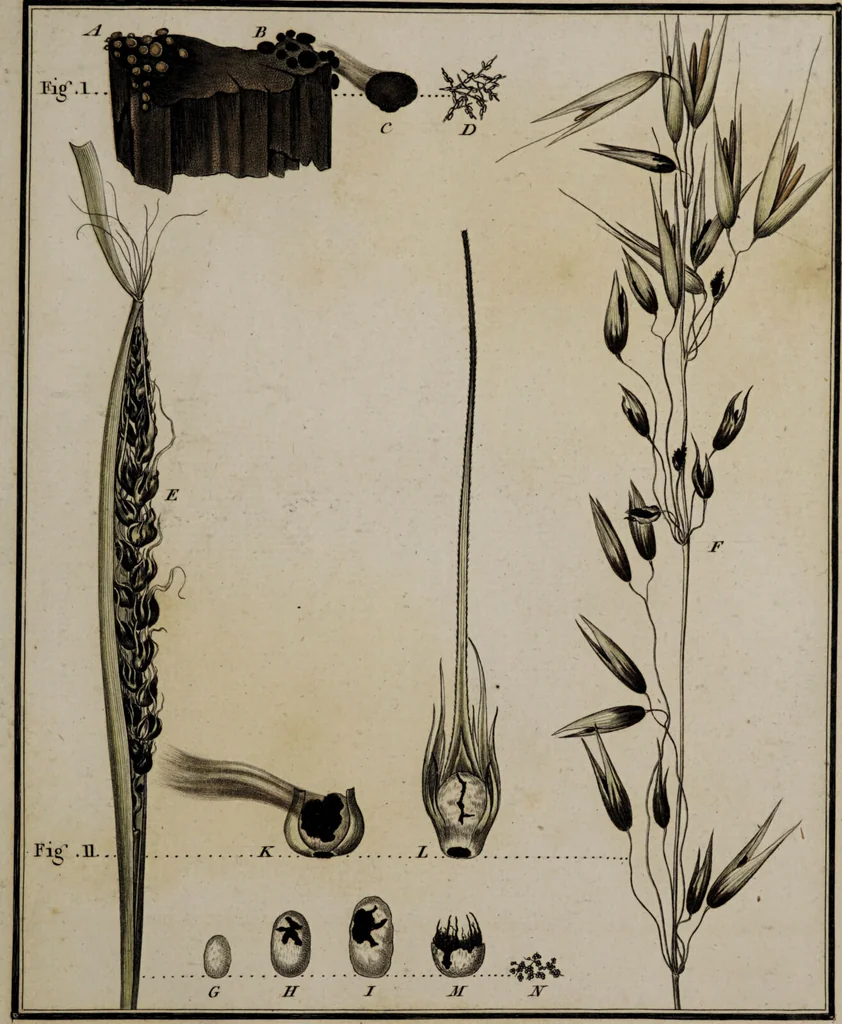 An illustration from [Herbier de la France, ou collection complette des plantes indigènes de ce royaume] / [Pierre Bulliard]., 1780, leaf 23