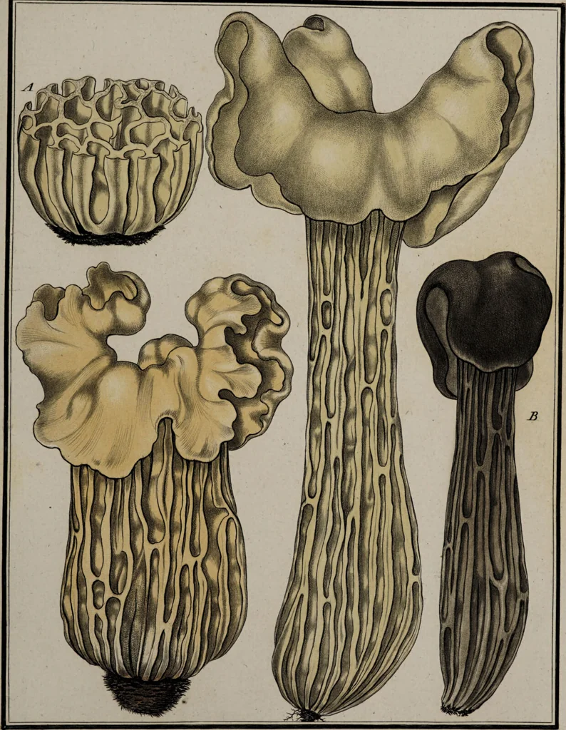 An illustration from [Herbier de la France, ou collection complette des plantes indigènes de ce royaume] / [Pierre Bulliard]., 1780, leaf 231
