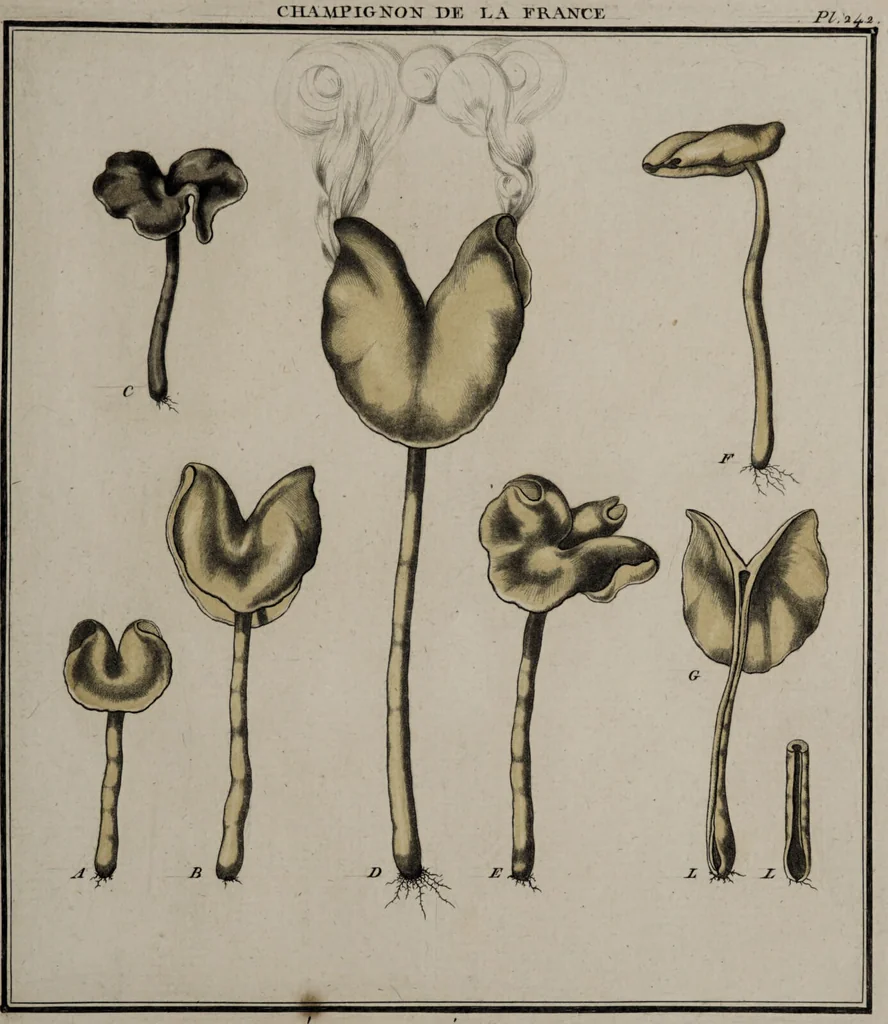 An illustration from [Herbier de la France, ou collection complette des plantes indigènes de ce royaume] / [Pierre Bulliard]., 1780, leaf 233