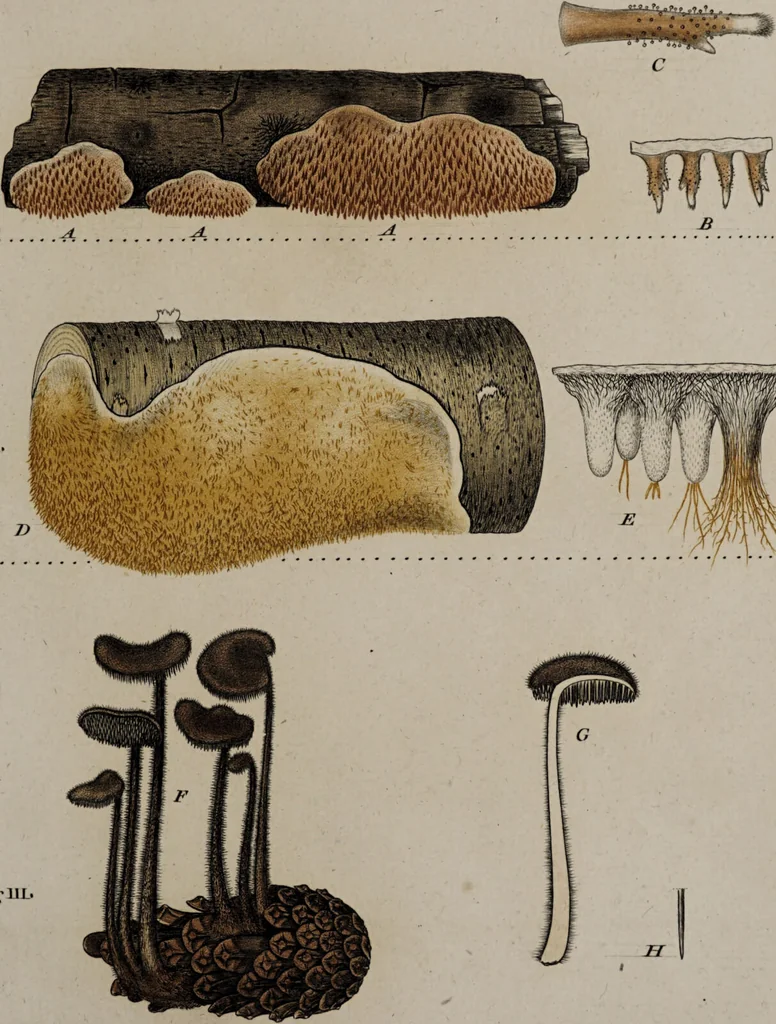 An illustration from [Herbier de la France, ou collection complette des plantes indigènes de ce royaume] / [Pierre Bulliard]., 1780, leaf 235