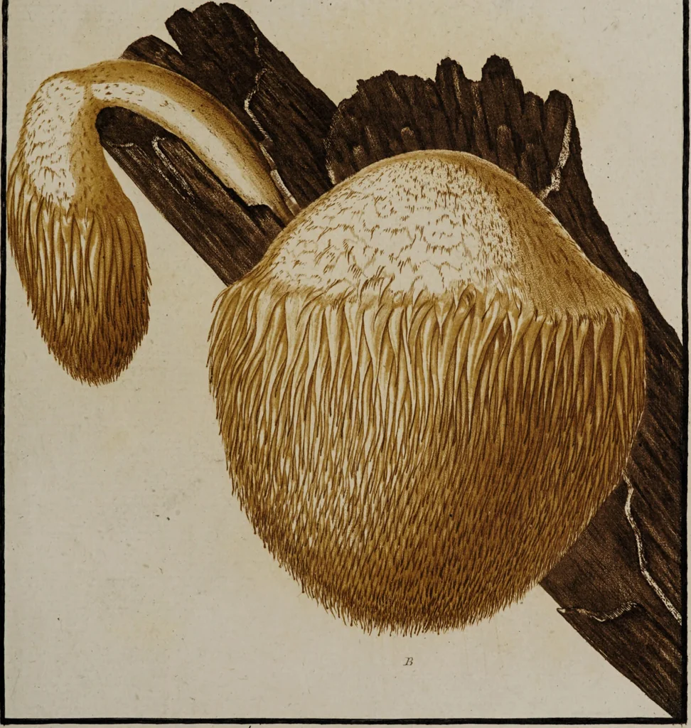 An illustration from [Herbier de la France, ou collection complette des plantes indigènes de ce royaume] / [Pierre Bulliard]., 1780, leaf 237