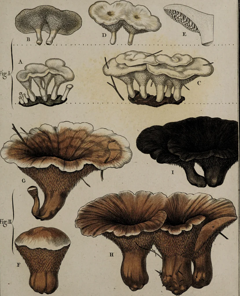 An illustration from [Herbier de la France, ou collection complette des plantes indigènes de ce royaume] / [Pierre Bulliard]., 1780, leaf 241