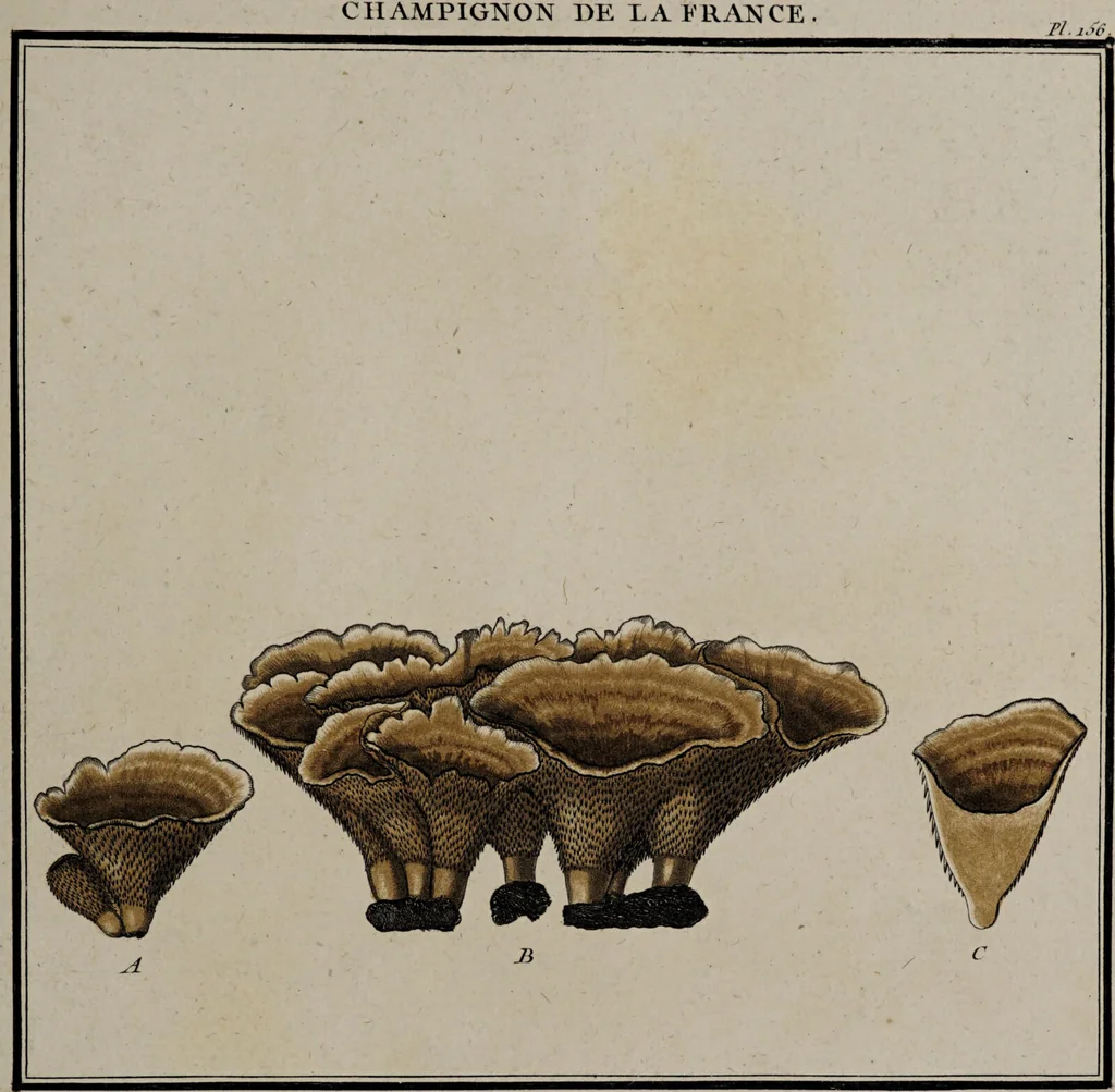 An illustration from [Herbier de la France, ou collection complette des plantes indigènes de ce royaume] / [Pierre Bulliard]., 1780, leaf 243