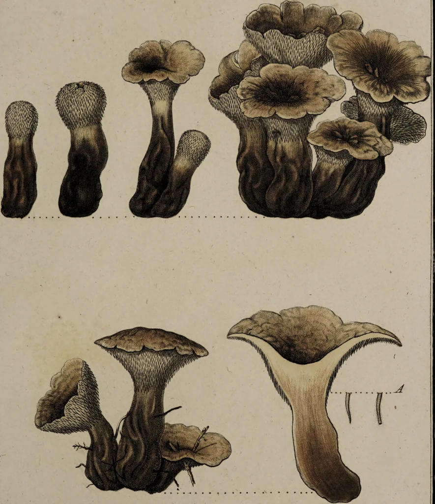 An illustration from [Herbier de la France, ou collection complette des plantes indigènes de ce royaume] / [Pierre Bulliard]., 1780, leaf 245
