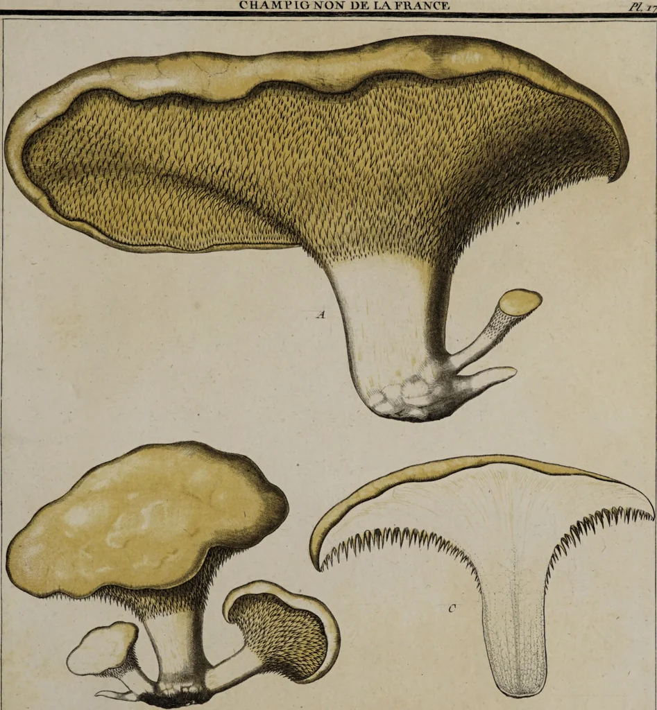 An illustration from [Herbier de la France, ou collection complette des plantes indigènes de ce royaume] / [Pierre Bulliard]., 1780, leaf 249