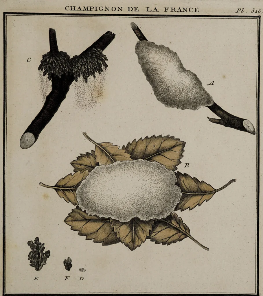 An illustration from [Herbier de la France, ou collection complette des plantes indigènes de ce royaume] / [Pierre Bulliard]., 1780, leaf 25