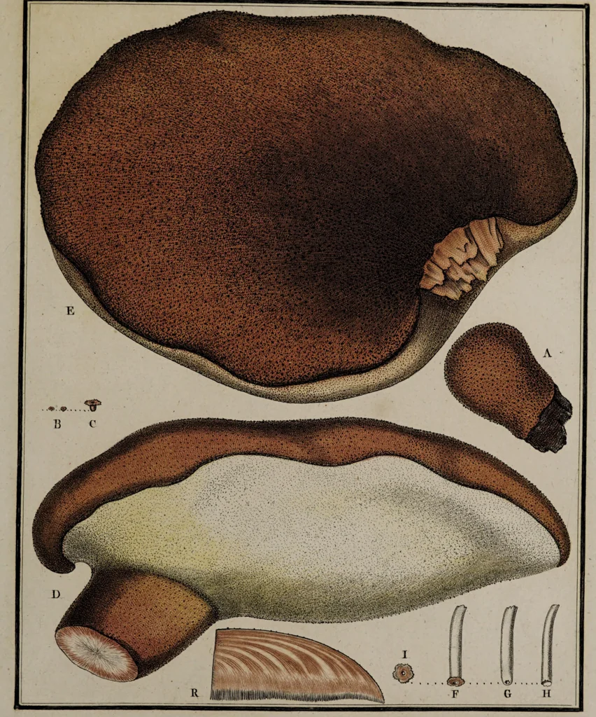An illustration from [Herbier de la France, ou collection complette des plantes indigènes de ce royaume] / [Pierre Bulliard]., 1780, leaf 251