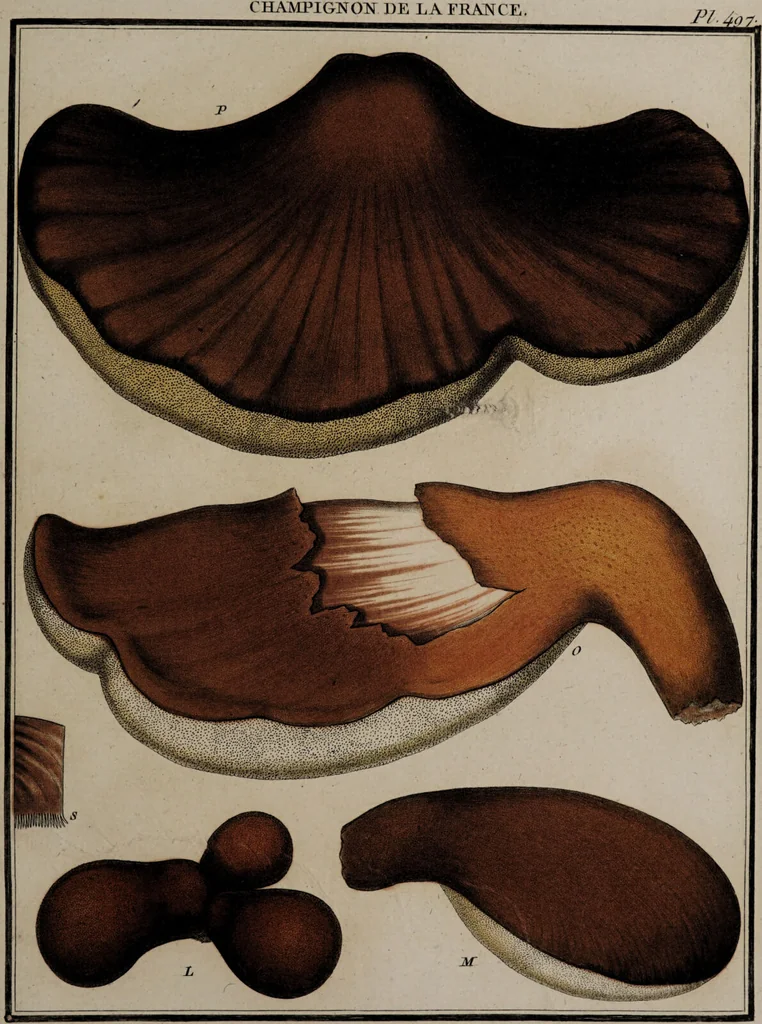 An illustration from [Herbier de la France, ou collection complette des plantes indigènes de ce royaume] / [Pierre Bulliard]., 1780, leaf 253