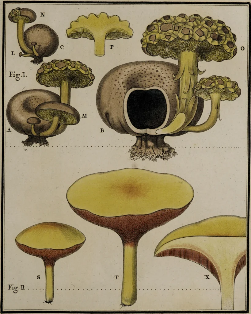 An illustration from [Herbier de la France, ou collection complette des plantes indigènes de ce royaume] / [Pierre Bulliard]., 1780, leaf 259
