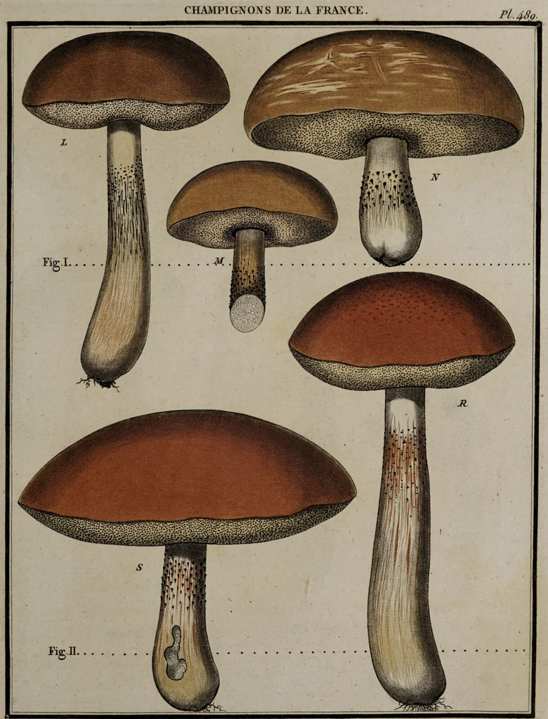 An illustration from [Herbier de la France, ou collection complette des plantes indigènes de ce royaume] / [Pierre Bulliard]., 1780, leaf 263