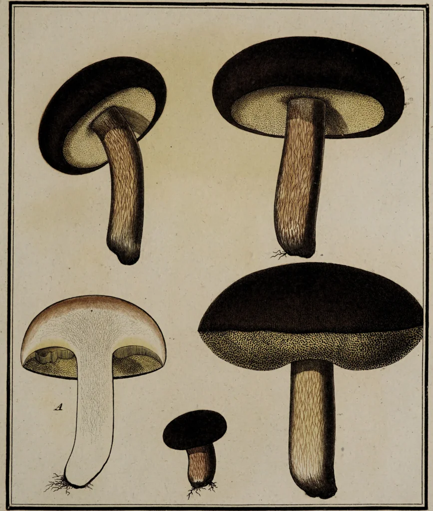 An illustration from [Herbier de la France, ou collection complette des plantes indigènes de ce royaume] / [Pierre Bulliard]., 1780, leaf 267