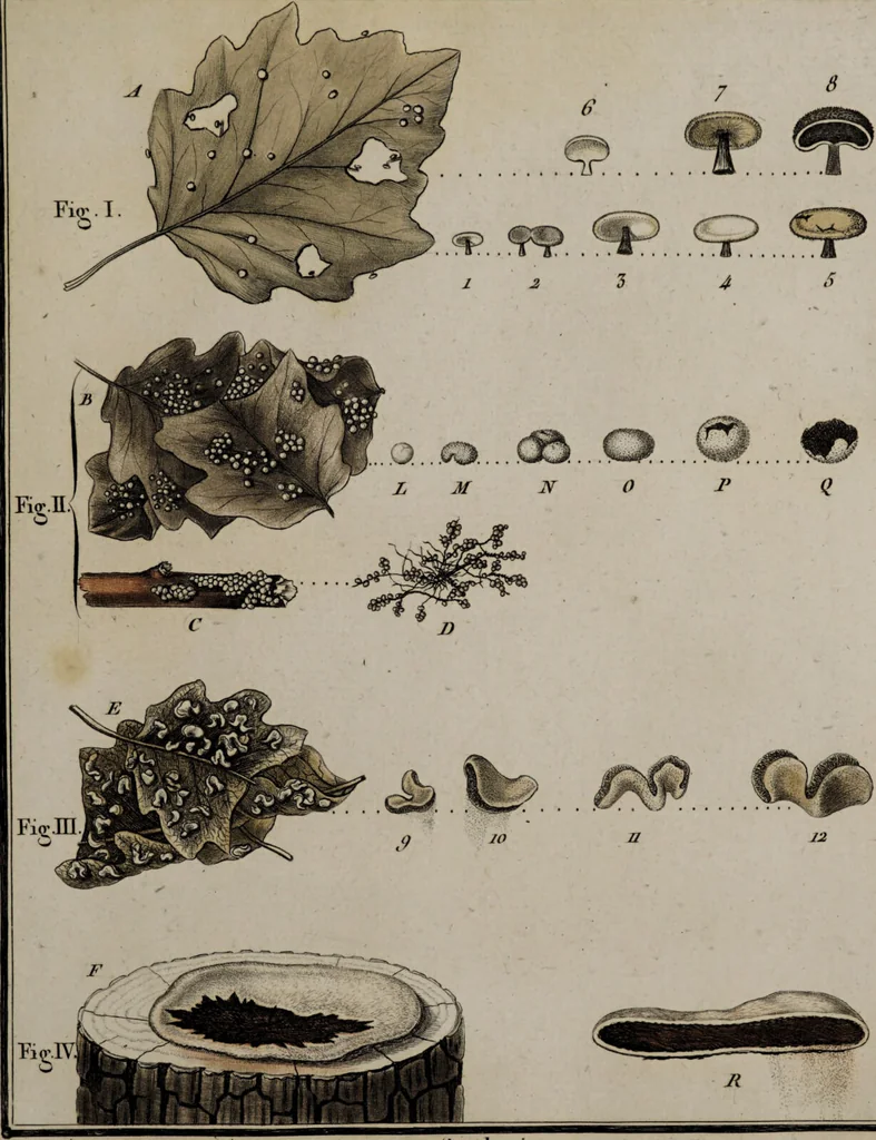 An illustration from [Herbier de la France, ou collection complette des plantes indigènes de ce royaume] / [Pierre Bulliard]., 1780, leaf 27