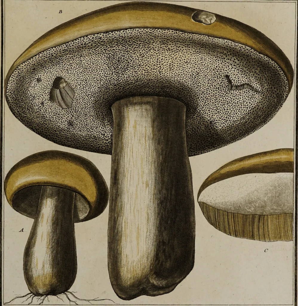 An illustration from [Herbier de la France, ou collection complette des plantes indigènes de ce royaume] / [Pierre Bulliard]., 1780, leaf 271