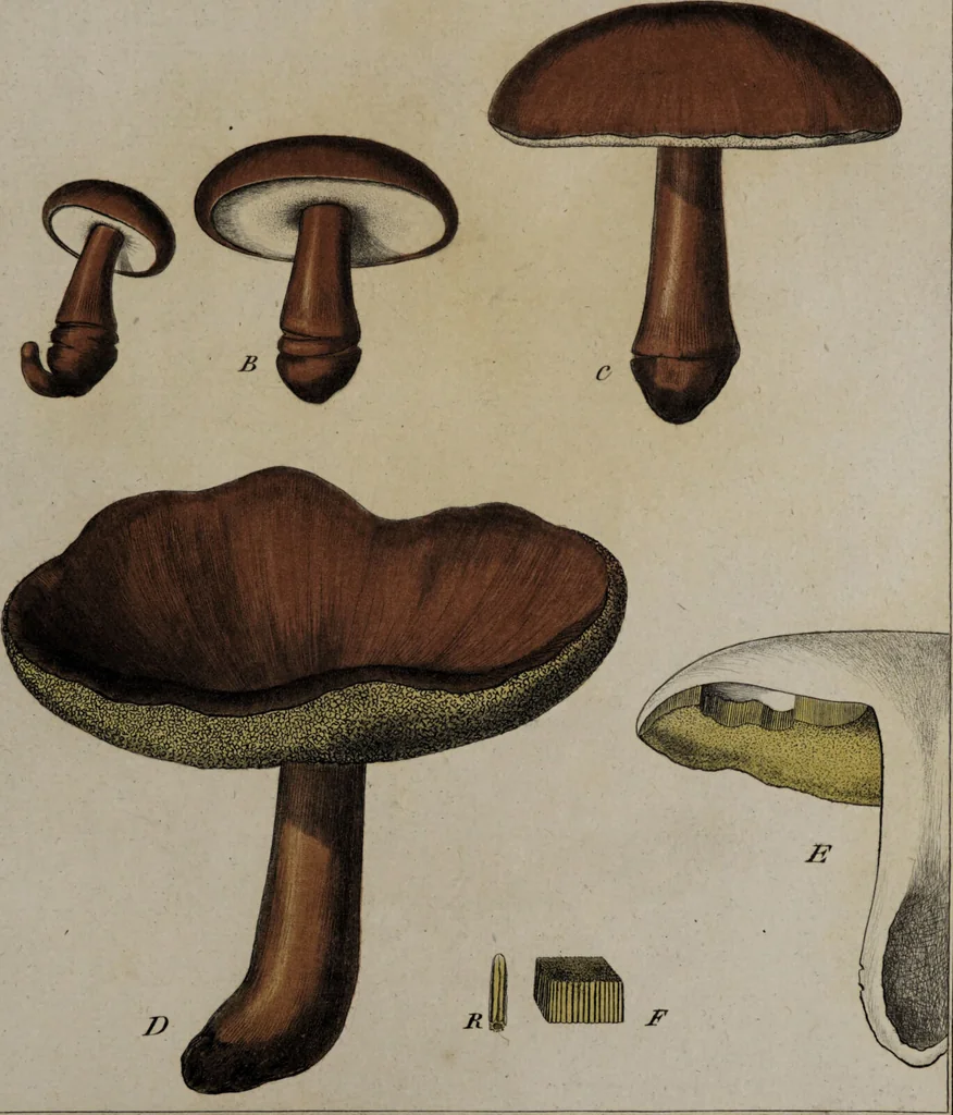An illustration from [Herbier de la France, ou collection complette des plantes indigènes de ce royaume] / [Pierre Bulliard]., 1780, leaf 273