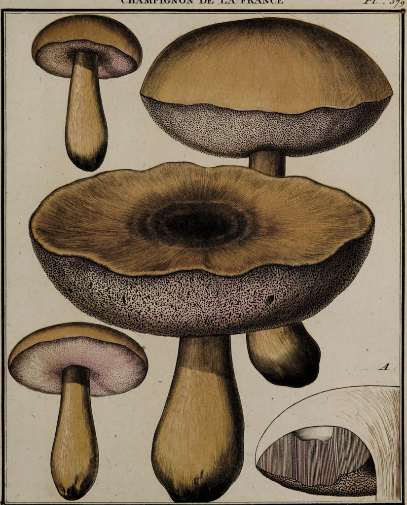 An illustration from [Herbier de la France, ou collection complette des plantes indigènes de ce royaume] / [Pierre Bulliard]., 1780, leaf 275