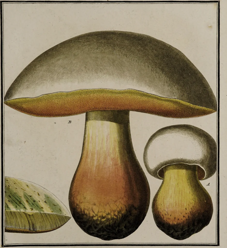 An illustration from [Herbier de la France, ou collection complette des plantes indigènes de ce royaume] / [Pierre Bulliard]., 1780, leaf 277