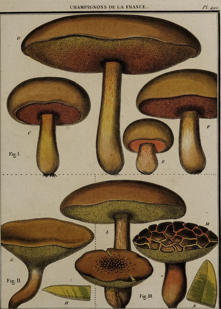 An illustration from [Herbier de la France, ou collection complette des plantes indigènes de ce royaume] / [Pierre Bulliard]., 1780, leaf 279