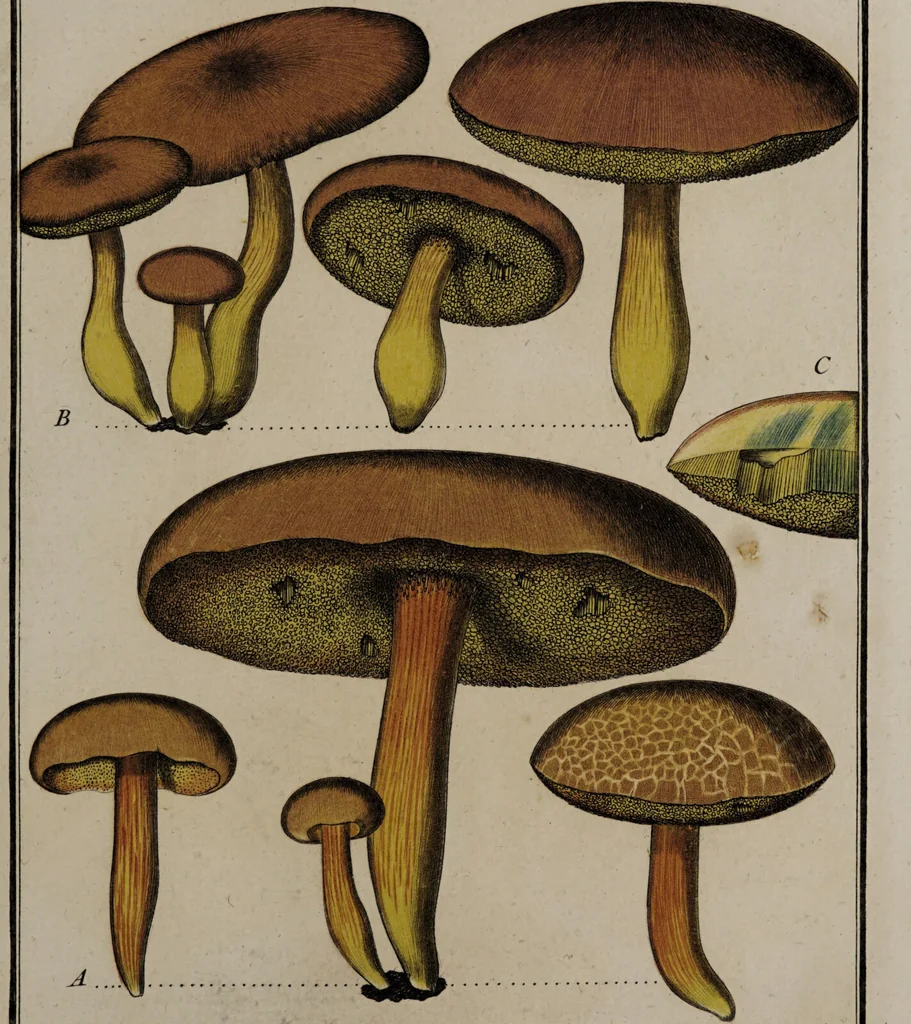 An illustration from [Herbier de la France, ou collection complette des plantes indigènes de ce royaume] / [Pierre Bulliard]., 1780, leaf 281