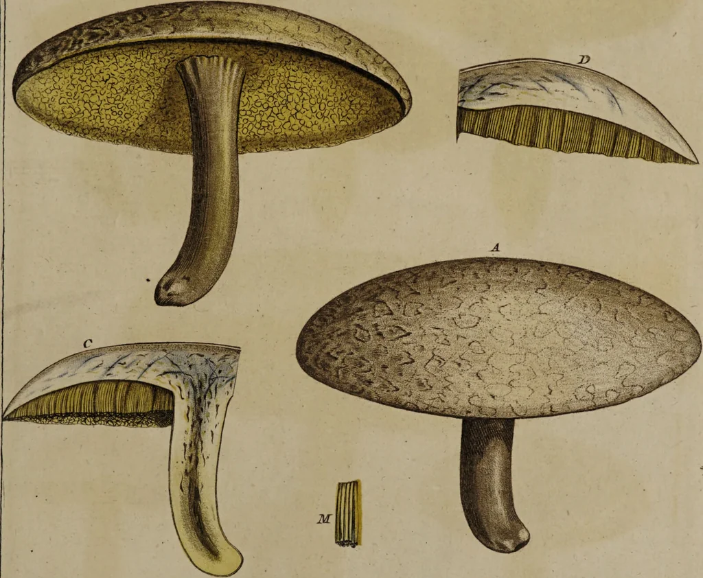 An illustration from [Herbier de la France, ou collection complette des plantes indigènes de ce royaume] / [Pierre Bulliard]., 1780, leaf 283