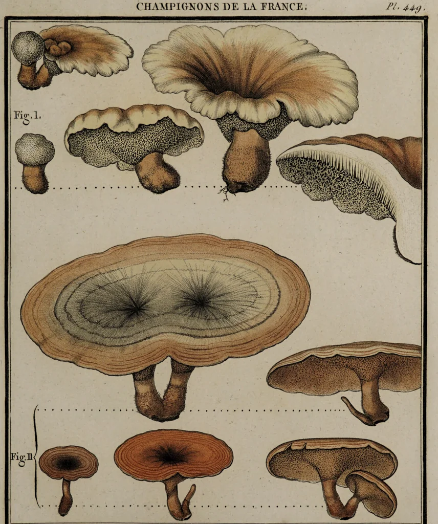 An illustration from [Herbier de la France, ou collection complette des plantes indigènes de ce royaume] / [Pierre Bulliard]., 1780, leaf 291