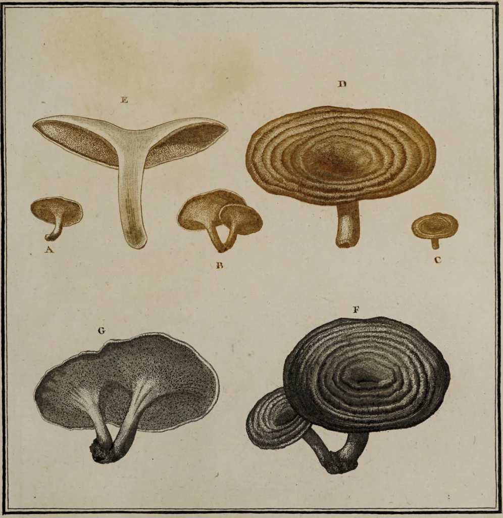 An illustration from [Herbier de la France, ou collection complette des plantes indigènes de ce royaume] / [Pierre Bulliard]., 1780, leaf 293