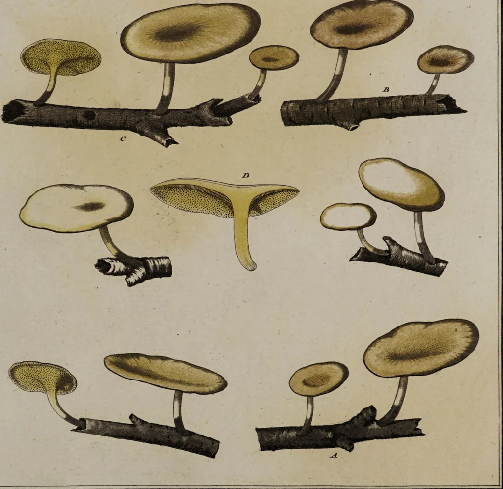 An illustration from [Herbier de la France, ou collection complette des plantes indigènes de ce royaume] / [Pierre Bulliard]., 1780, leaf 295