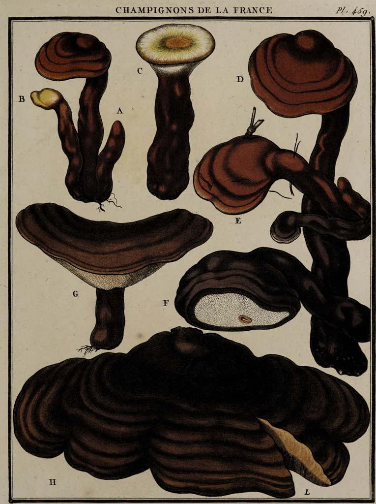 An illustration from [Herbier de la France, ou collection complette des plantes indigènes de ce royaume] / [Pierre Bulliard]., 1780, leaf 297