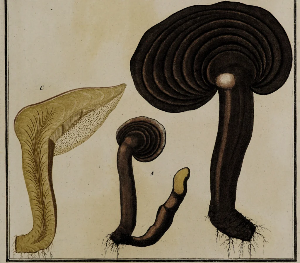 An illustration from [Herbier de la France, ou collection complette des plantes indigènes de ce royaume] / [Pierre Bulliard]., 1780, leaf 299