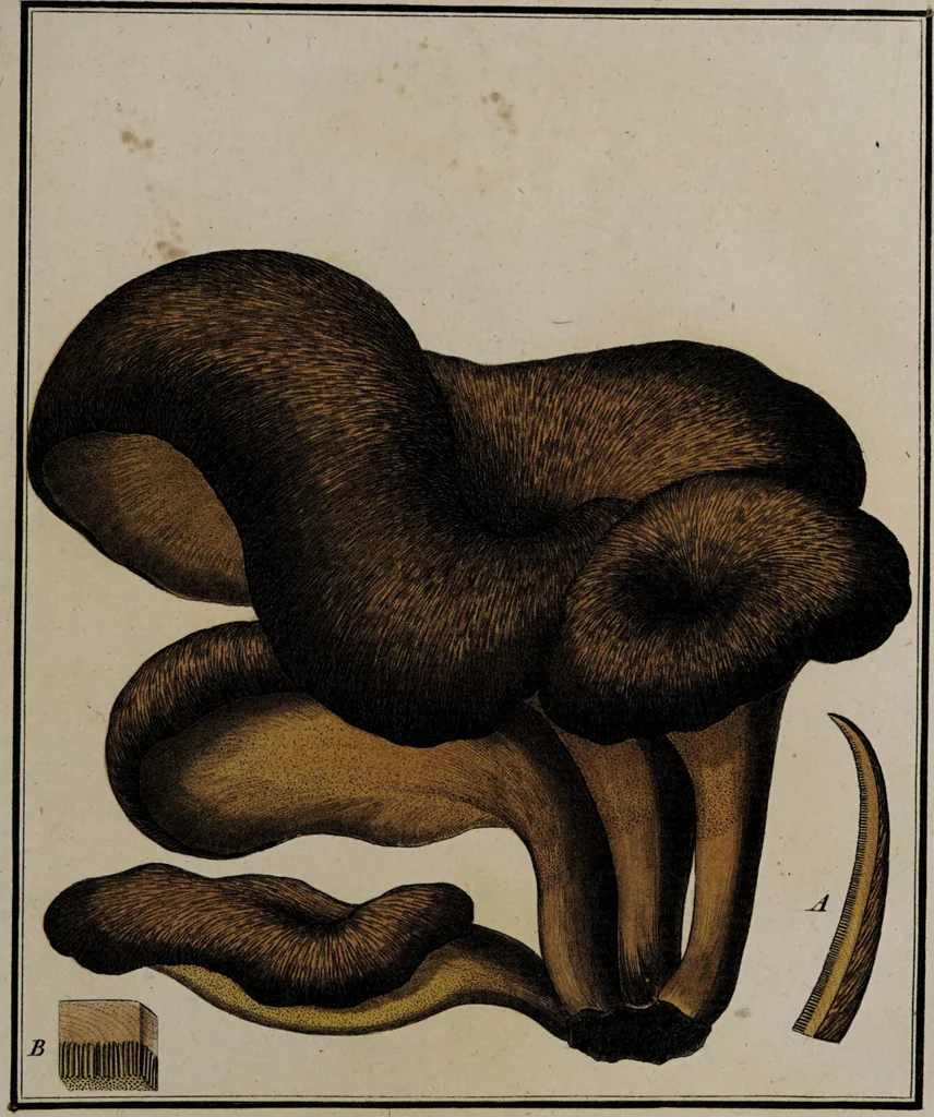 An illustration from [Herbier de la France, ou collection complette des plantes indigènes de ce royaume] / [Pierre Bulliard]., 1780, leaf 303