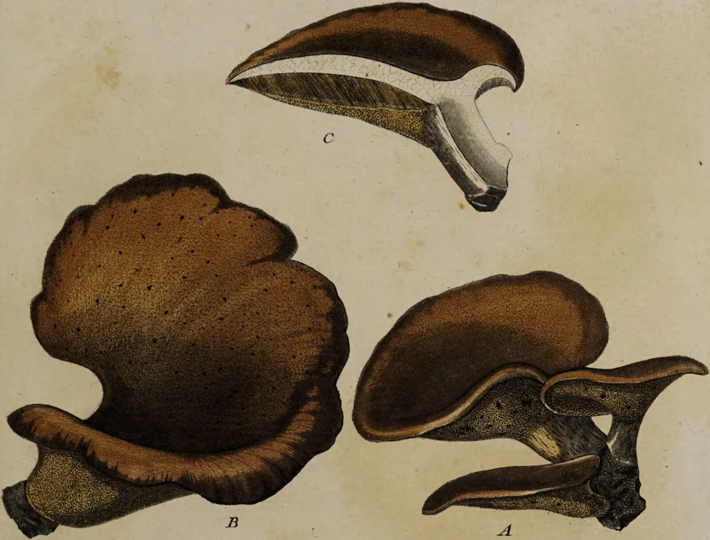 An illustration from [Herbier de la France, ou collection complette des plantes indigènes de ce royaume] / [Pierre Bulliard]., 1780, leaf 305