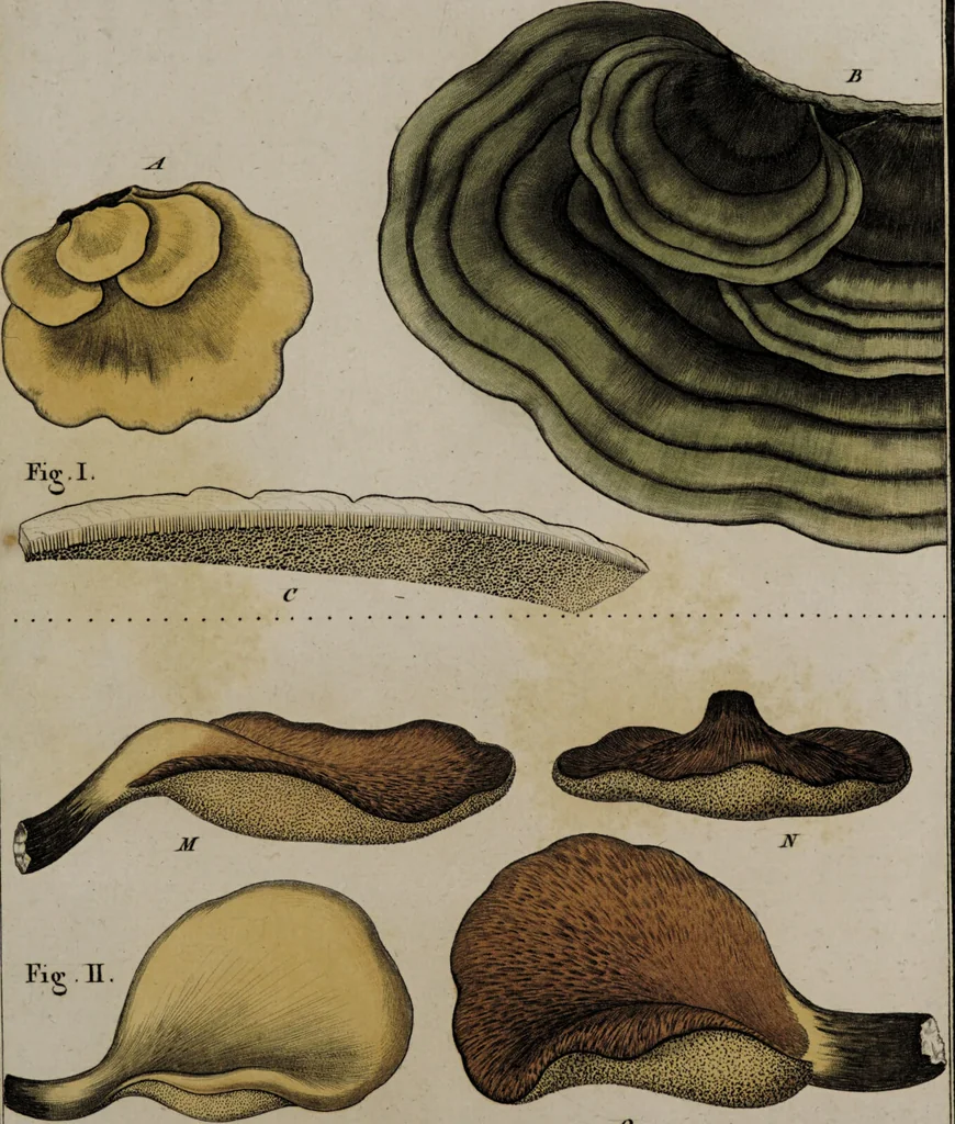 An illustration from [Herbier de la France, ou collection complette des plantes indigènes de ce royaume] / [Pierre Bulliard]., 1780, leaf 307