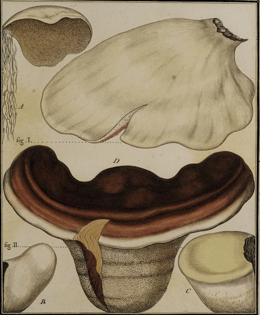 An illustration from [Herbier de la France, ou collection complette des plantes indigènes de ce royaume] / [Pierre Bulliard]., 1780, leaf 309