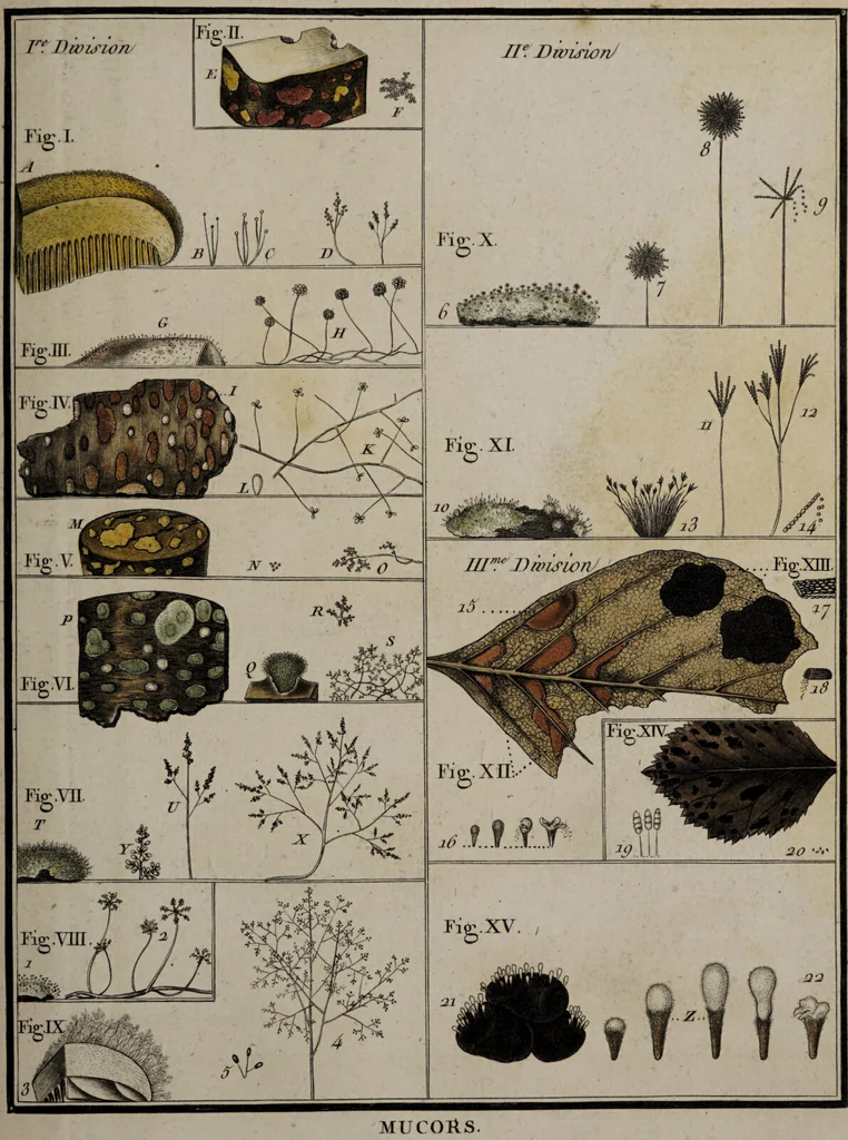An illustration from [Herbier de la France, ou collection complette des plantes indigènes de ce royaume] / [Pierre Bulliard]., 1780, leaf 31