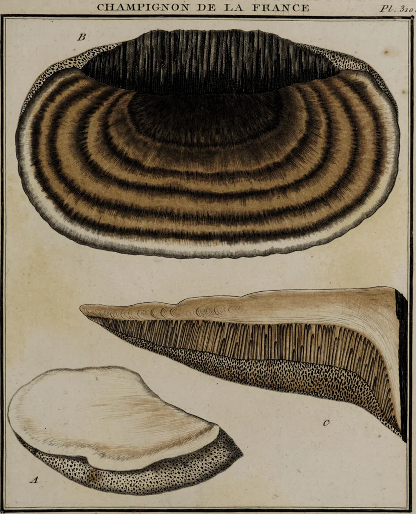 An illustration from [Herbier de la France, ou collection complette des plantes indigènes de ce royaume] / [Pierre Bulliard]., 1780, leaf 311