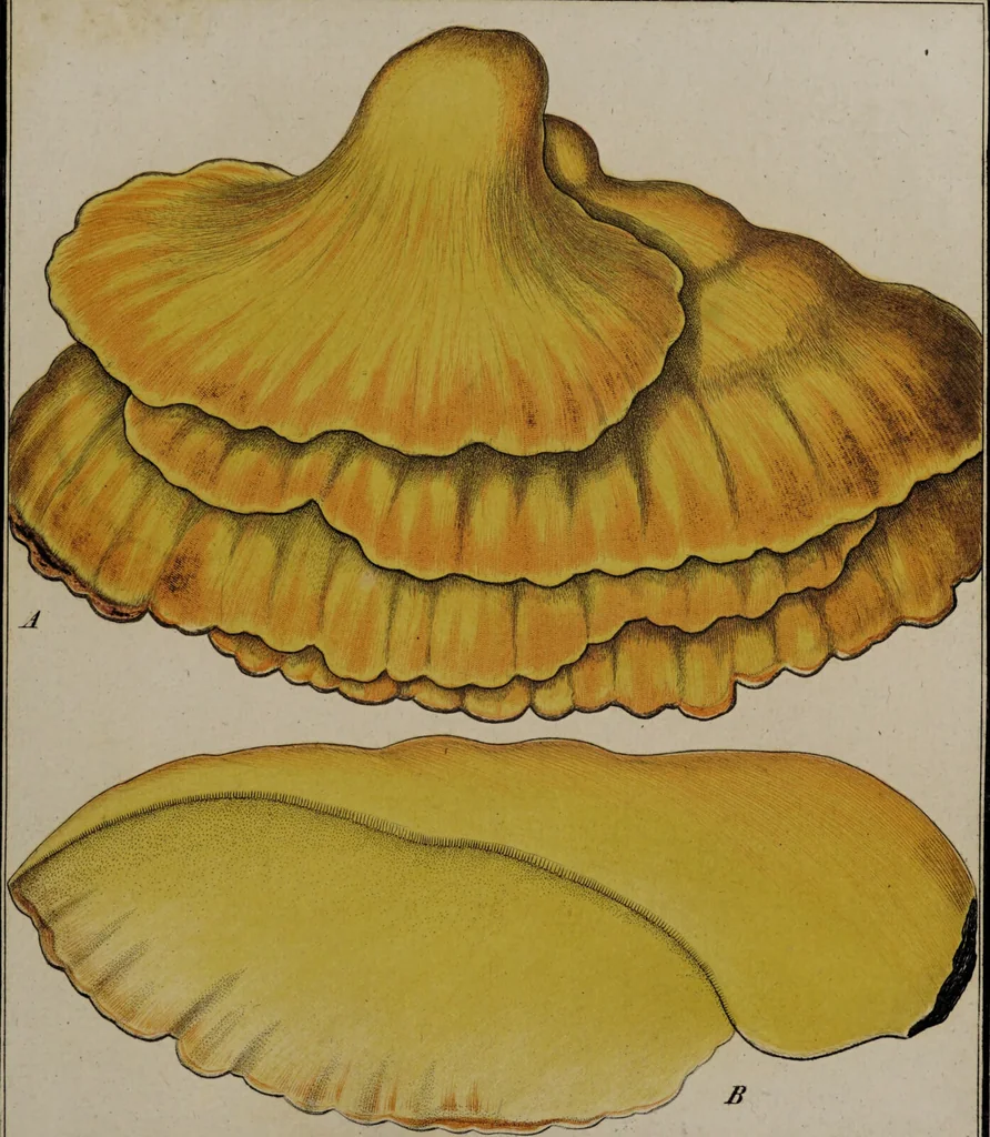 An illustration from [Herbier de la France, ou collection complette des plantes indigènes de ce royaume] / [Pierre Bulliard]., 1780, leaf 317