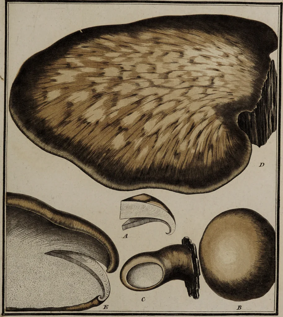 An illustration from [Herbier de la France, ou collection complette des plantes indigènes de ce royaume] / [Pierre Bulliard]., 1780, leaf 319