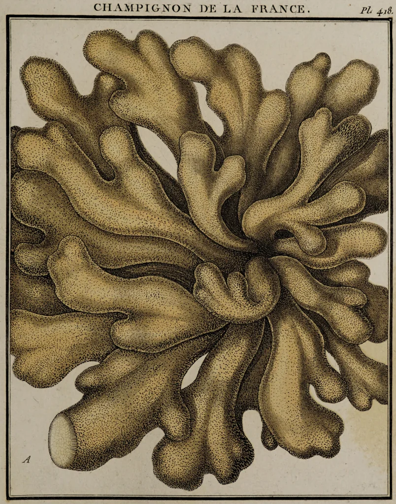 An illustration from [Herbier de la France, ou collection complette des plantes indigènes de ce royaume] / [Pierre Bulliard]., 1780, leaf 321