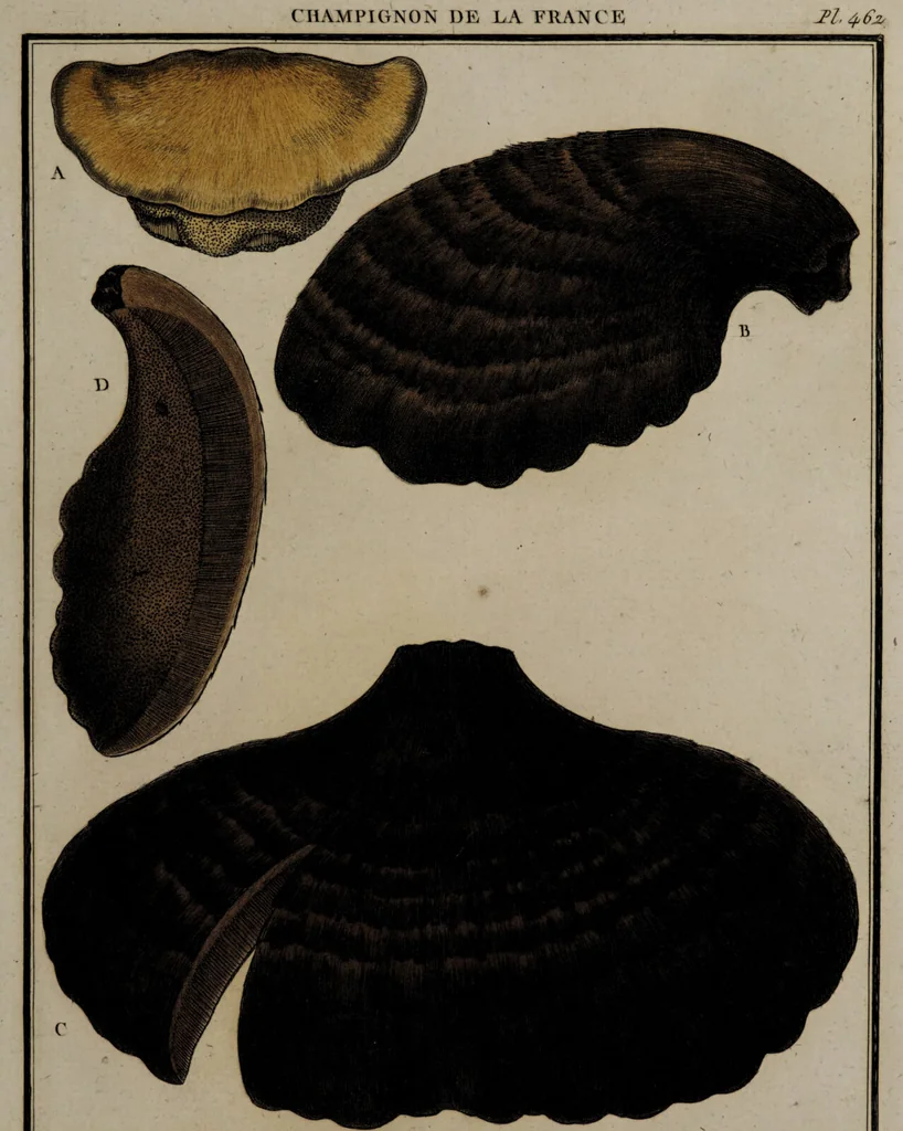 An illustration from [Herbier de la France, ou collection complette des plantes indigènes de ce royaume] / [Pierre Bulliard]., 1780, leaf 327