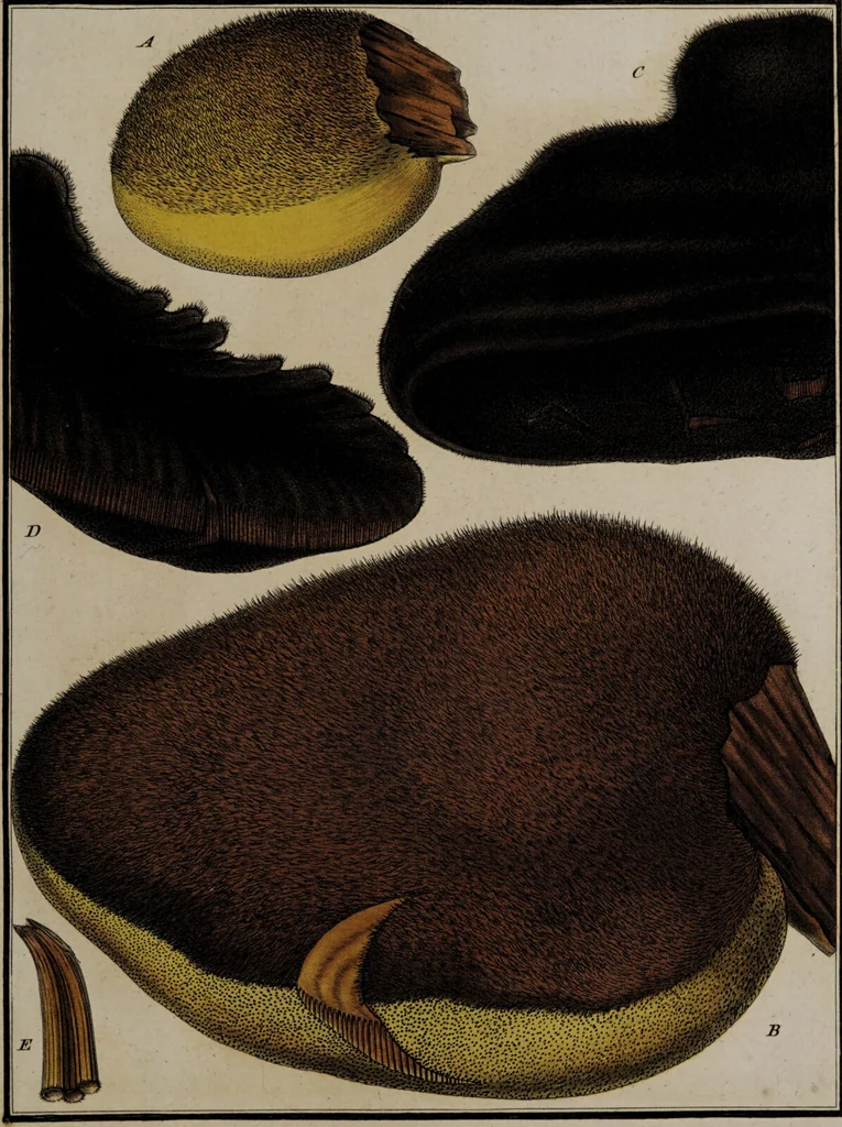 An illustration from [Herbier de la France, ou collection complette des plantes indigènes de ce royaume] / [Pierre Bulliard]., 1780, leaf 329