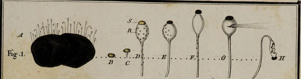 An illustration from [Herbier de la France, ou collection complette des plantes indigènes de ce royaume] / [Pierre Bulliard]., 1780, leaf 33