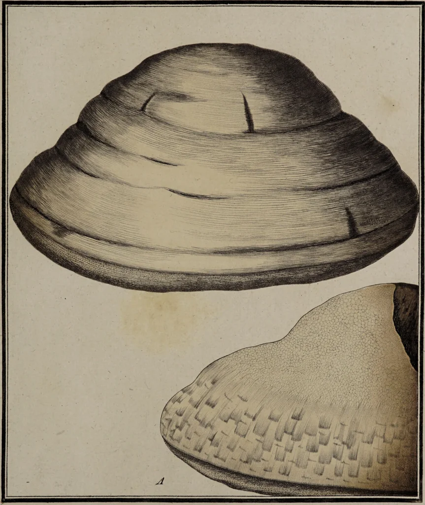 An illustration from [Herbier de la France, ou collection complette des plantes indigènes de ce royaume] / [Pierre Bulliard]., 1780, leaf 333