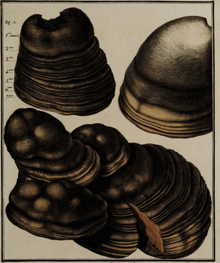 An illustration from [Herbier de la France, ou collection complette des plantes indigènes de ce royaume] / [Pierre Bulliard]., 1780, leaf 341