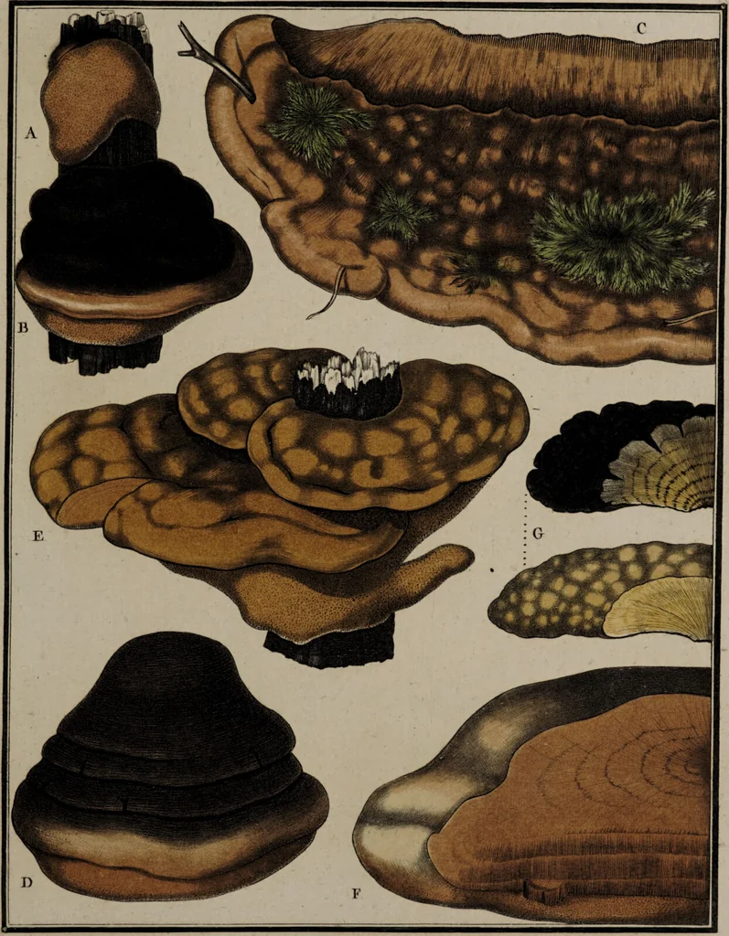 An illustration from [Herbier de la France, ou collection complette des plantes indigènes de ce royaume] / [Pierre Bulliard]., 1780, leaf 343