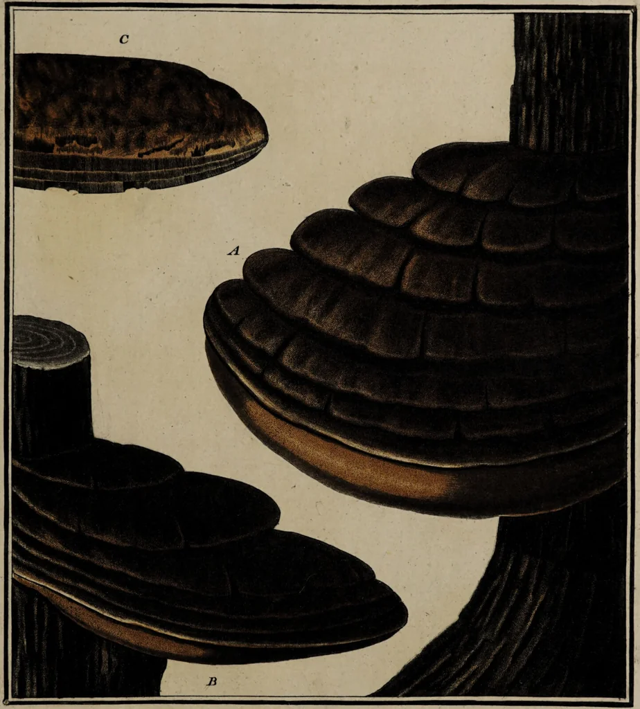 An illustration from [Herbier de la France, ou collection complette des plantes indigènes de ce royaume] / [Pierre Bulliard]., 1780, leaf 345
