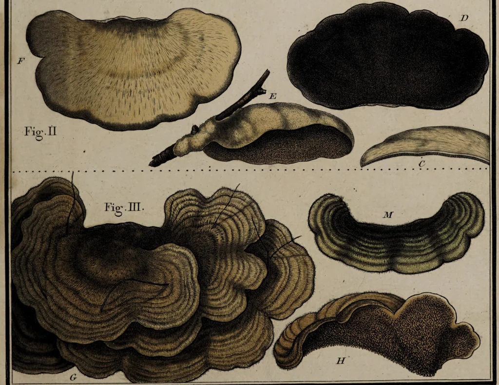 An illustration from [Herbier de la France, ou collection complette des plantes indigènes de ce royaume] / [Pierre Bulliard]., 1780, leaf 349