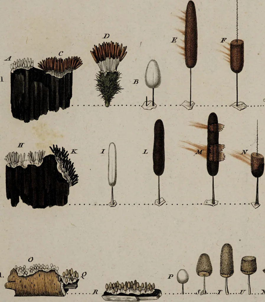 An illustration from [Herbier de la France, ou collection complette des plantes indigènes de ce royaume] / [Pierre Bulliard]., 1780, leaf 35