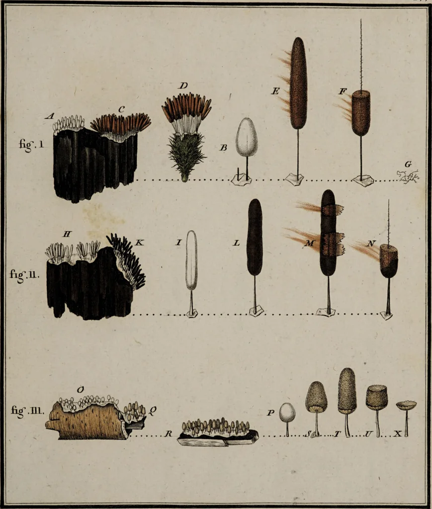 An illustration from [Herbier de la France, ou collection complette des plantes indigènes de ce royaume] / [Pierre Bulliard]., 1780, leaf 35