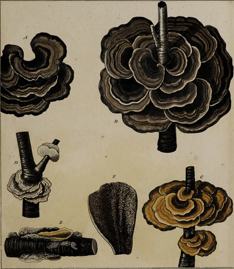 An illustration from [Herbier de la France, ou collection complette des plantes indigènes de ce royaume] / [Pierre Bulliard]., 1780, leaf 353