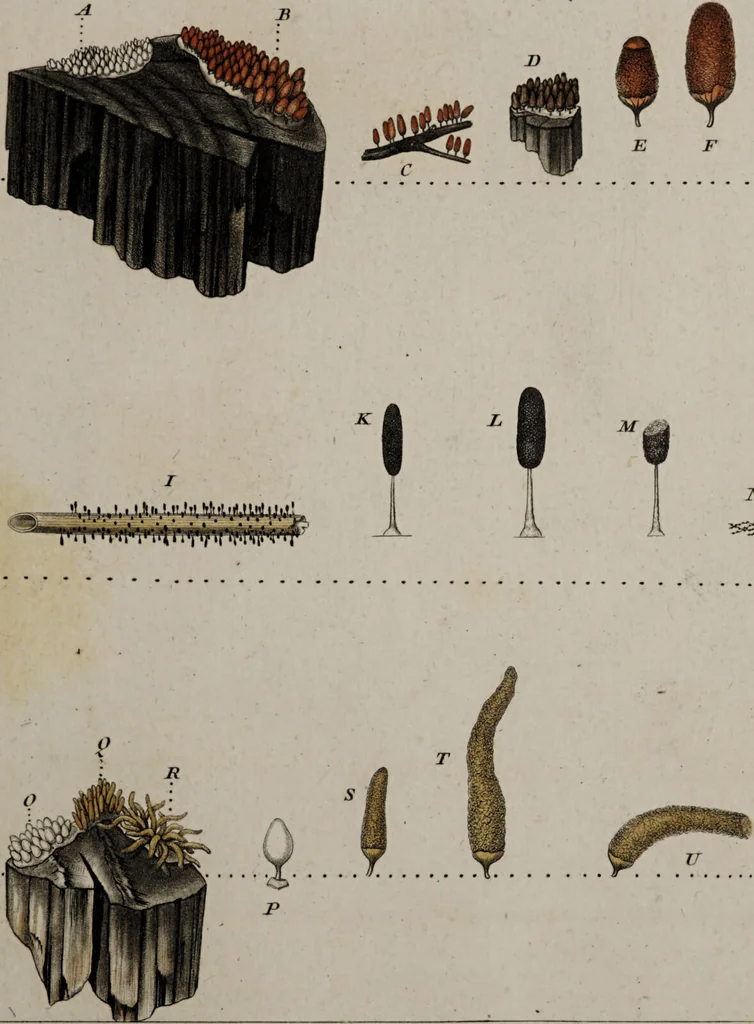 An illustration from [Herbier de la France, ou collection complette des plantes indigènes de ce royaume] / [Pierre Bulliard]., 1780, leaf 37